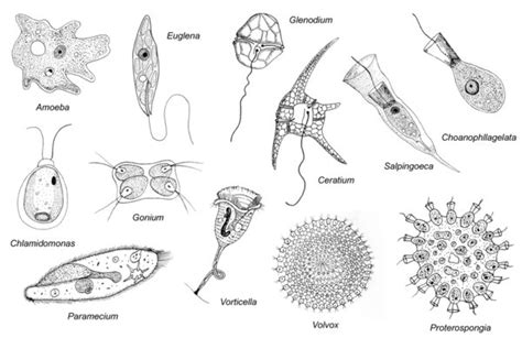 Protozoa - Eukaryotic Microbes