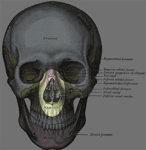 Nasal Aperture