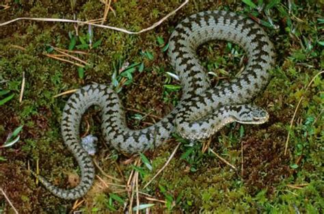 How dangerous are venomous adders, are bites common and when are they ...