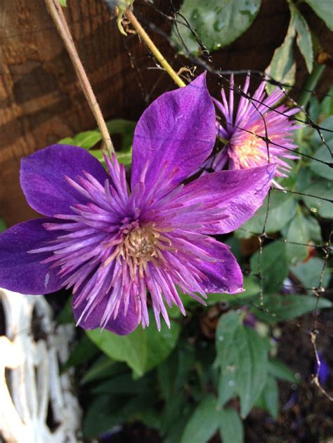 Multi Blue clematis purchased from Lowes in August2017 planted against column on North side of ...