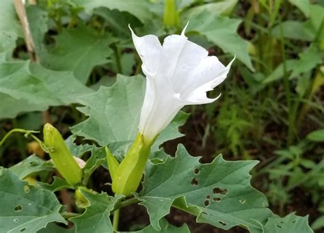 Vascular Plants of the Gila Wilderness-- Datura stramonium