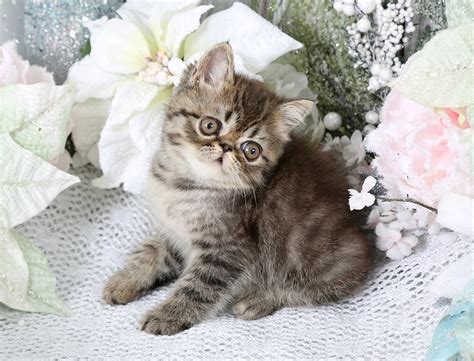 Tabby Persian Kittens - Tabby Persian Cats | Tabby PatternsUltra Rare ...