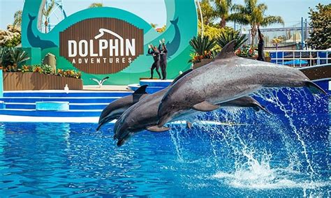 Mirage Dolphins Relocated to Sea World - Casino.org