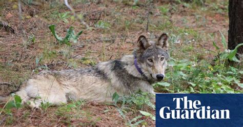 Rare gray wolf pack makes its home in northern California | California | The Guardian