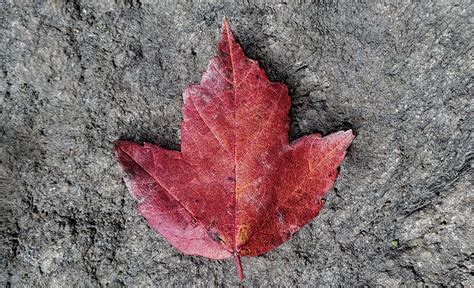 Lookalike Leaves: How to Tell the Difference Between Maple Tree Varieties in the Fall : NYC Parks