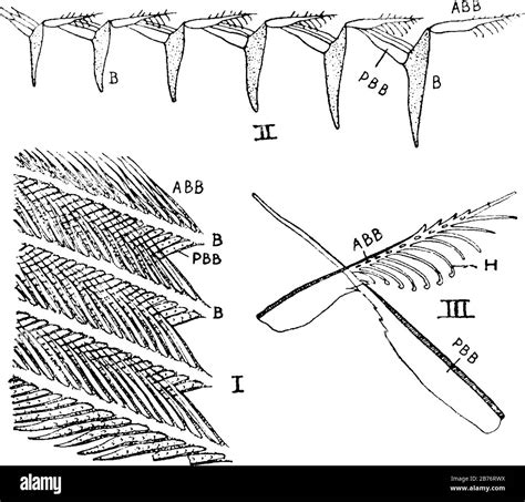 Barbicels hi-res stock photography and images - Alamy