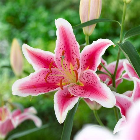 Why is Stargazer the World's Most Popular Lily? - Longfield Gardens ...