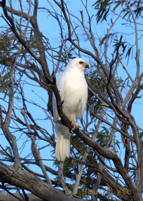 Grey Goshawk (white morph), 020623. | Backcountry Gallery Photography Forums