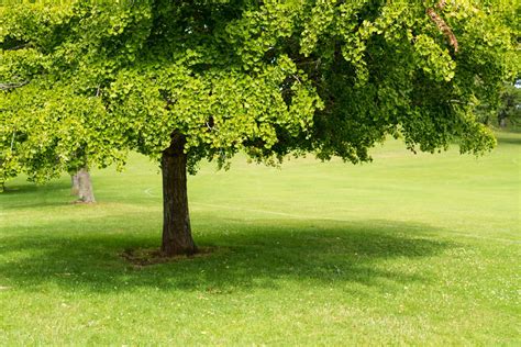 Ginkgo - Ginkgo Biloba | Deciduous Trees | Cold Stream Farm