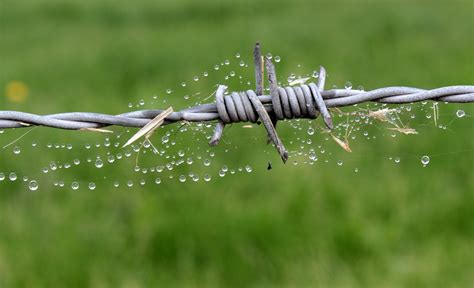 Free photo: Barb Wire Fence - Barbwire, Droplets, Fence - Free Download ...