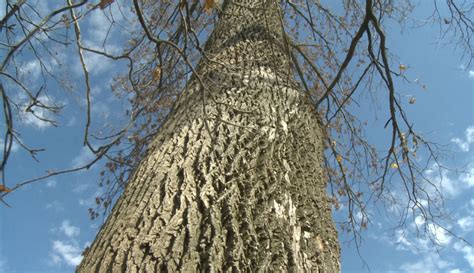 How The Emerald Ash Borer Will Survive Indiana’s Cold Snap – Indiana ...