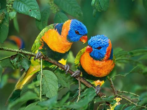 Parrots images 2 Parrots HD wallpaper and background photos (4234086)