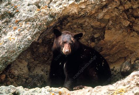 View of a black bear in a cave on a cliffside - Stock Image - Z927/0003 - Science Photo Library