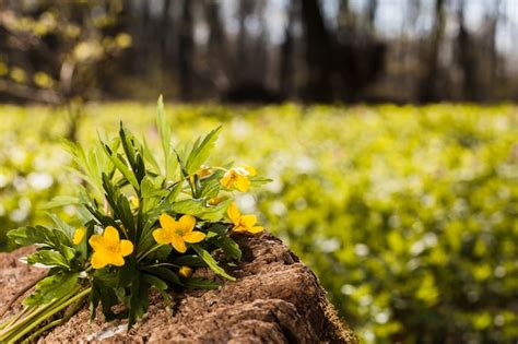 Free Photo | Outdoor flowers