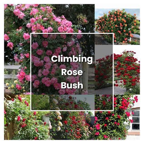 How to Grow Climbing Rose Bush - Plant Care & Tips | NorwichGardener