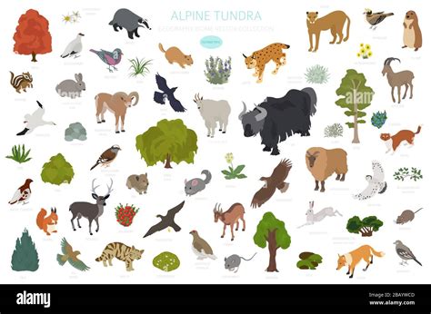 Alpine Tundra Biome Animals