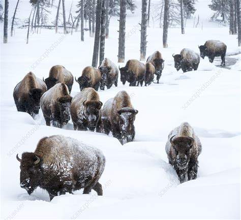 Herd of American bison in snow - Stock Image - C042/9094 - Science Photo Library