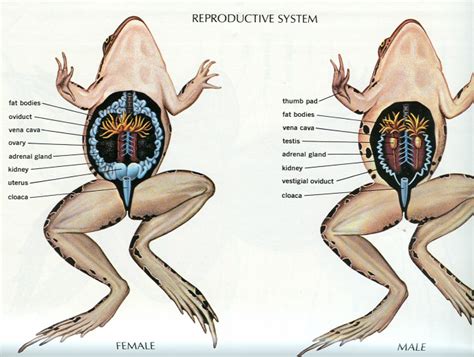 Reproduction - The Granular Glass Frog