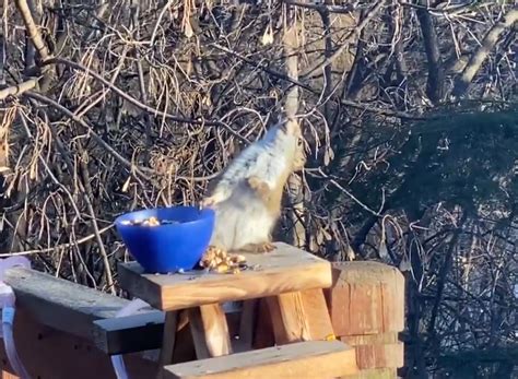 Hilarious moment squirrel gets DRUNK eating fermented pears left on picnic table outside ...