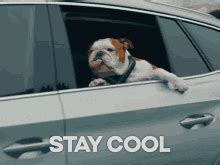 Stay Cool GIFs | Tenor