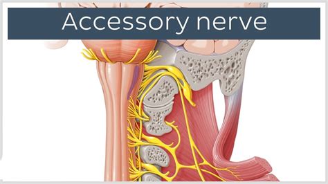 Spinal accessory- 11th cranial nerve : Anatomy, Function, Examination