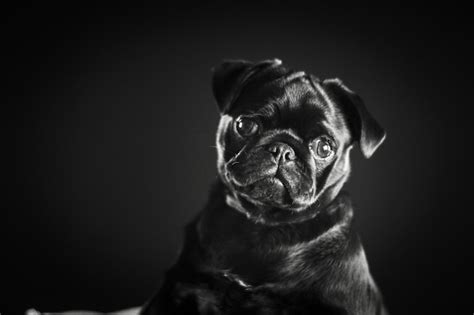 Premium Photo | Portrait of dog sitting against black background