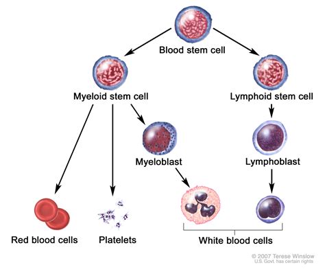 Terese Winslow LLC, Medical and Scientific Illustration