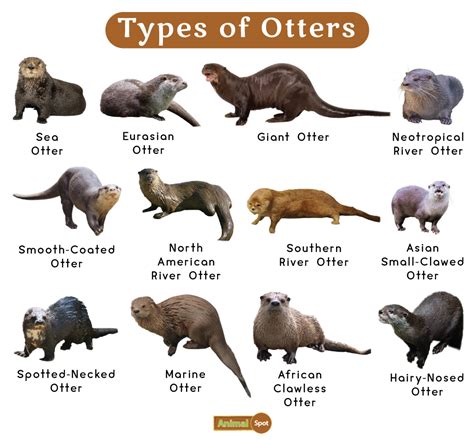 Otter Facts, Types, Diet, Reproduction, Classification, Pictures