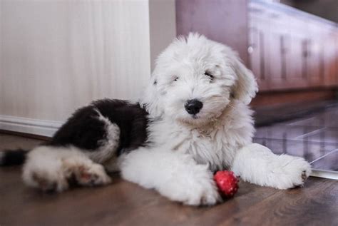 Old English Sheepdog Puppies: Everything You Should Know About this Shaggy Dog | The Dog People ...