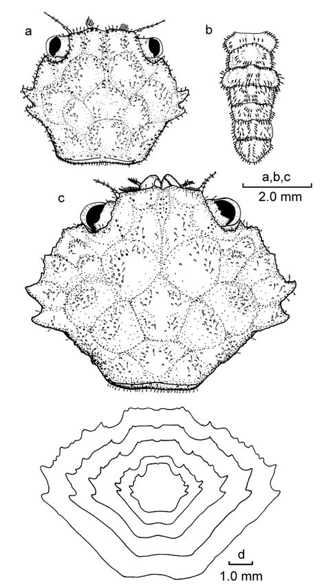 Carapace and abdomen development in juvenile Pseudocarcinus gigas. a,... | Download Scientific ...