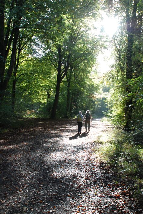 Savernake Forest - North Wessex Downs AONB