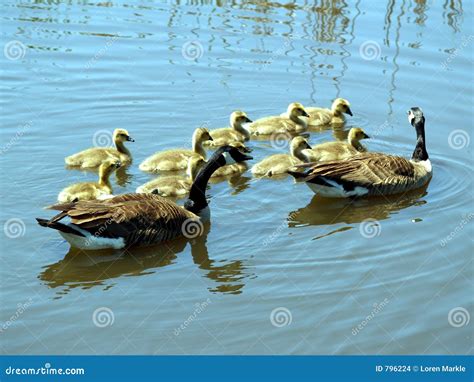 Goose And Gander Stock Images - Image: 796224