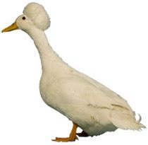 Duck Breeds | poultrykeeper.com