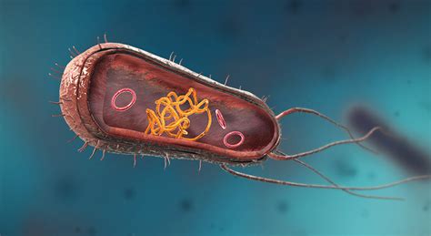 Bacteria (spheres, rods, spirals) - صحنه سه‌بعدی - آموزش ویادگیری دیجیتالی موزاییک