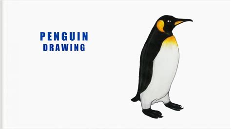 How To Draw a Penguin Easy || step by step tutorial - YouTube