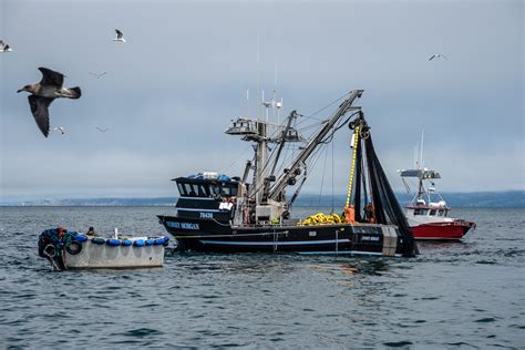 Fishing Gear Types 101: Purse Seines — Monterey Bay Fisheries Trust