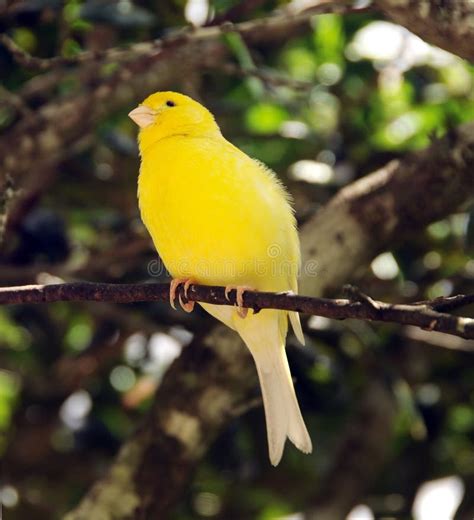 Jaune canari - noredpenny