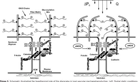 Figure 1 from THE STARLING EQUATION AND PULMONARY EDEMA | Semantic Scholar