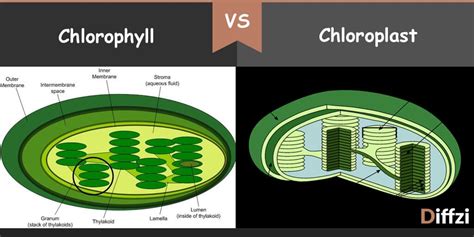 Chlorophyll vs. Chloroplast - Diffzi