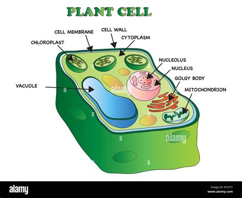 Cytoplasm In Plant Cell