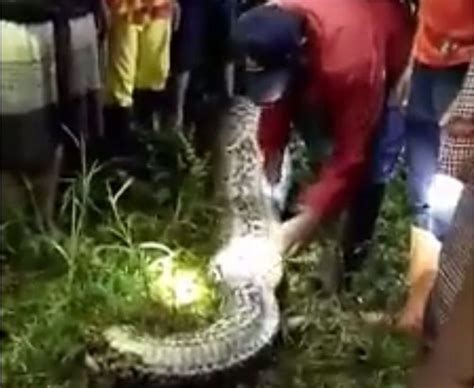 How a giant python swallowed an Indonesian woman - BBC News