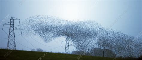 Starling murmuration - Stock Image - C041/1818 - Science Photo Library