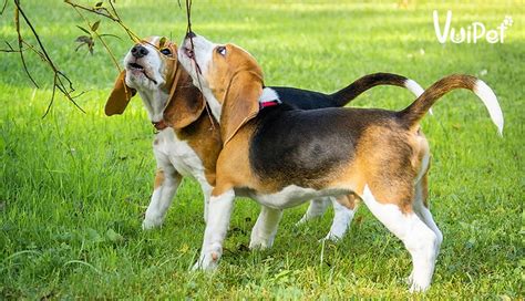 [ Chó săn thỏ – Chó Beagle ] Chi tiết cách nuôi và chăm sóc - Hỏi Gì 247