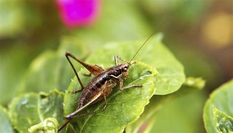 List of Jumping Insects | Sciencing