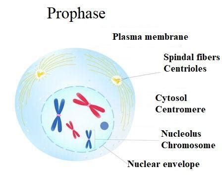 What are the two types of spindle fibers?