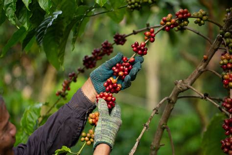 An Overview Of Where Does Coffee Beans Grow- Full Coffee Roast