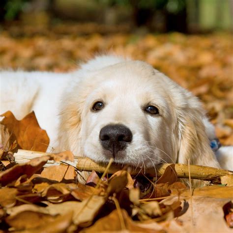 Golden Retrievers Wallpapers - Wallpaper Cave