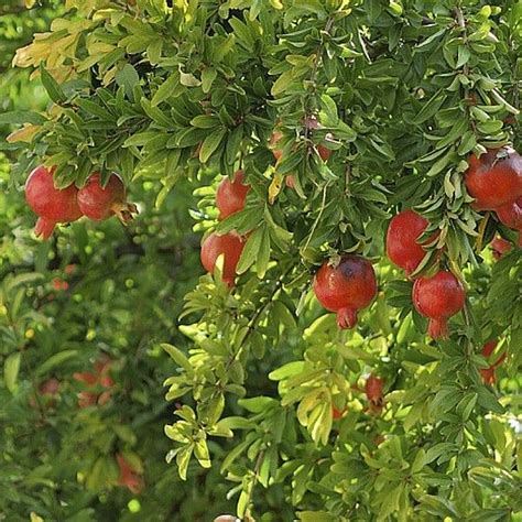 Pomegranate tree | Pomegranate leaves, Fruit bearing trees, Fruit garden