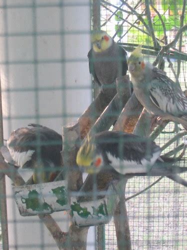 Cockatiels having a snack | Ryan Bayne | Flickr