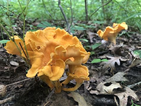 Cantharellus Lateritius: Smooth Chanterelle Mushroom Identification & Info